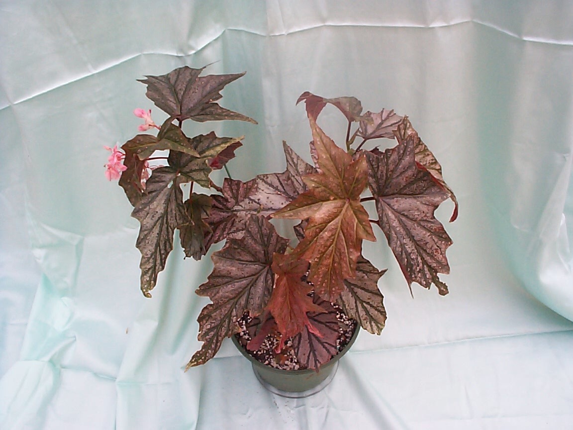 B. ‘Dimitri’